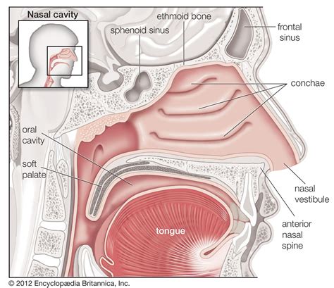 how to test rise of soft palate|palatal function study guide pdf.